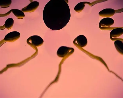 山东有供卵医院 2026在山东做供卵试管婴儿要多少钱？附山东供卵试管医院排名